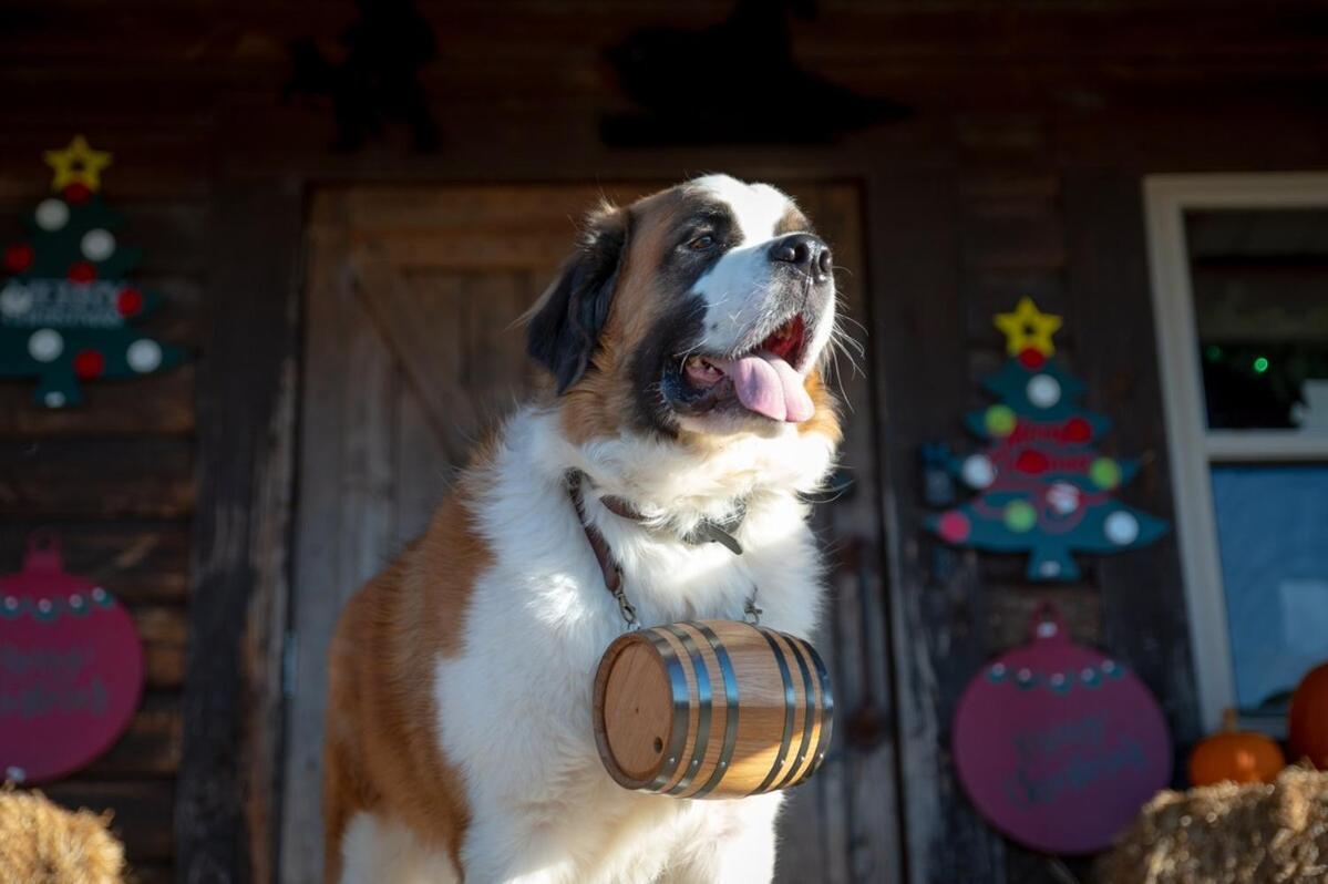 Rural Life On A Real Christmas Tree Farm! Hallmark Experience! 오작스 외부 사진