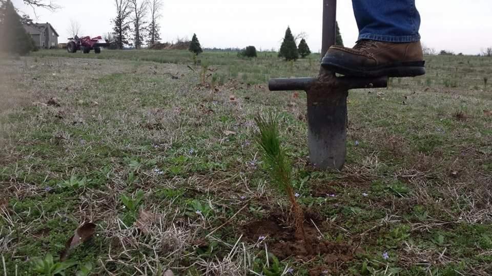 Rural Life On A Real Christmas Tree Farm! Hallmark Experience! 오작스 외부 사진